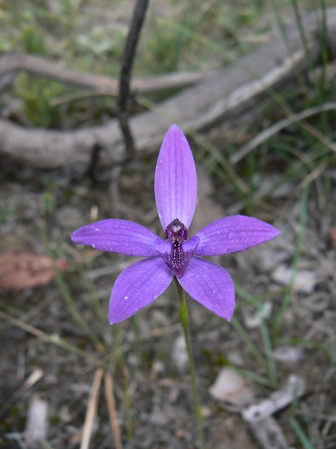 Checklist des orchidées terrestres d'Australie 3952215877_6f2232ca99_z