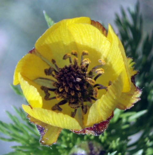 Adonis microcarpa 4162636964_6cb0ca8900_o