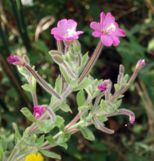 Epilobium hirsutum 3857823323_50398ab830_o