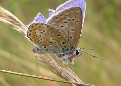 Polyommatus Icarus - Common Blue - Argus bleu ou Azuré commun - Juillet 09