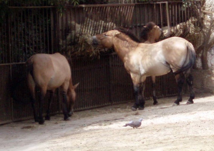 Equus przewalskii 4123580979_3ea4be481f_o