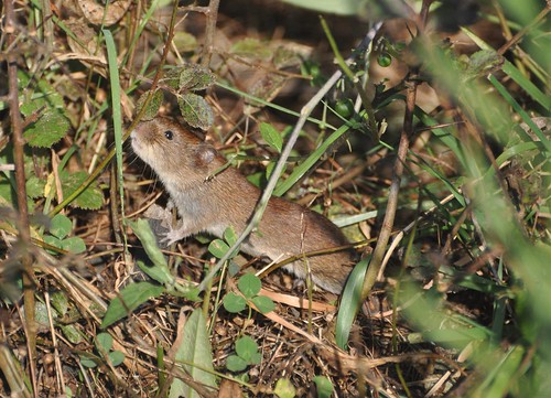 Micromys minutus - Harvest Mouse - Rat des moissons ou Souris naine - Sept 09