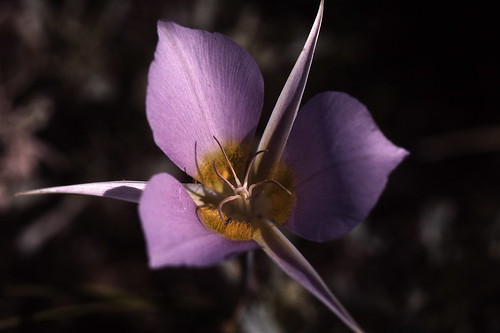 Calochortus macrocarpus (sagebrush mariposa lily)