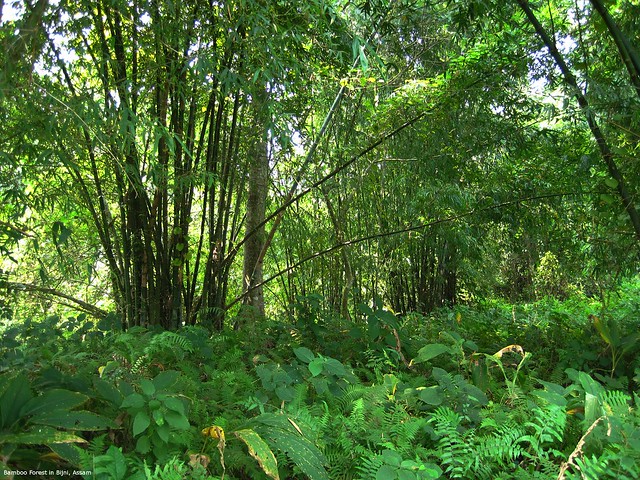 El hombre que plantó un bosque entero 4537297458_65e8a60049_z