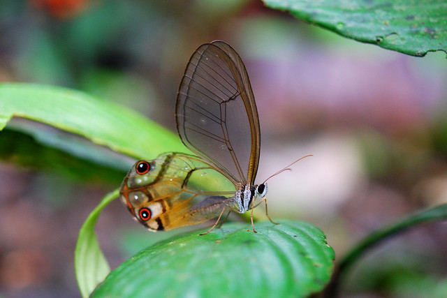 Una selva poblada de criaturas “extrañas” en Ecuador 4354007149_2fd0214a43_z