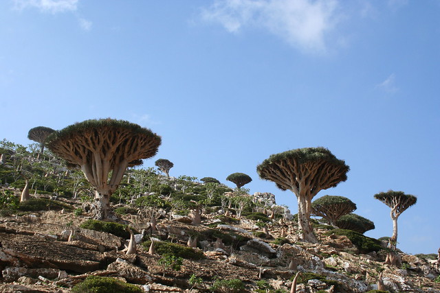 Una isla con “sombrillas” (Socotra) 4438775335_3c4c054baf_z