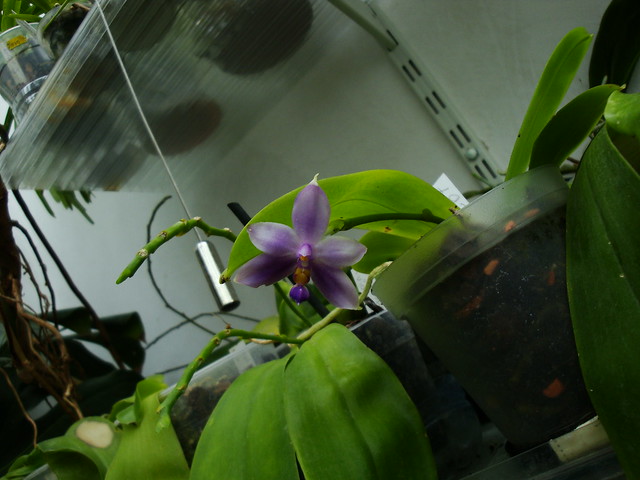 Phalaenopsis violacea var. coerulea 10016597176_db404960a8_z