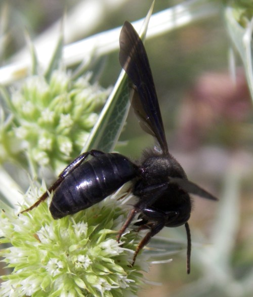 Andrena pilipes 12516645473_42f1bed87e_o