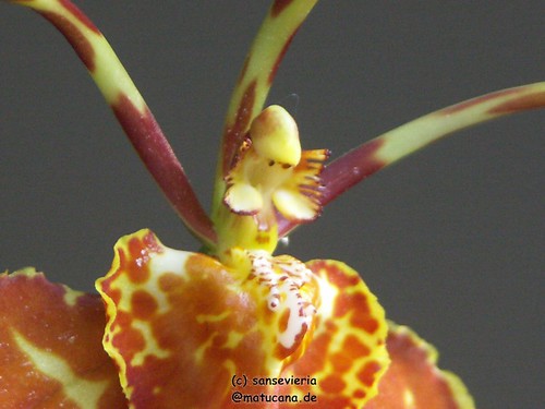 Psychopsis - Seite 3 13443731375_3e4b7d383f