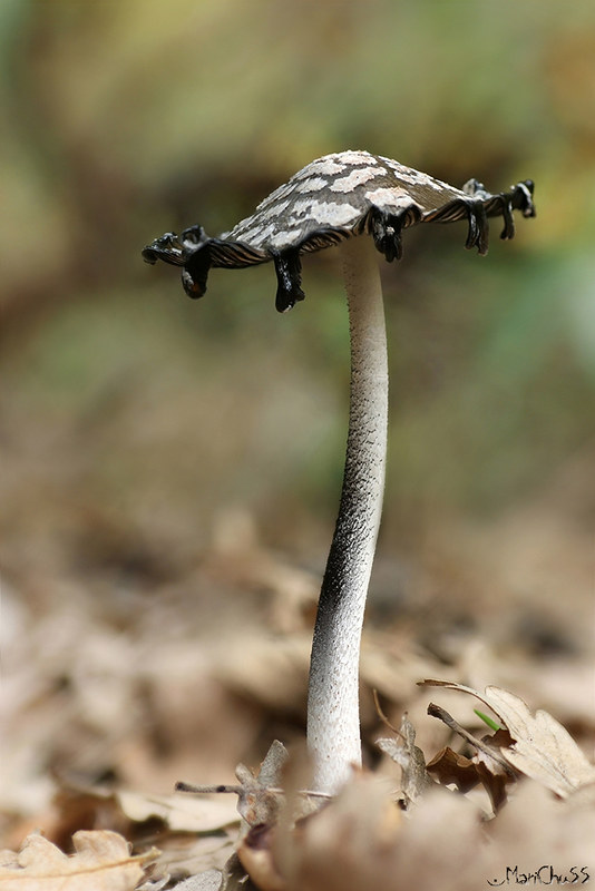 Coprinus picaceus ... 10380212105_6c5cd34da2_c