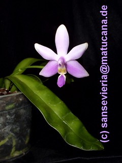 Phalaenopsis violacea 10572742323_1d3525d5b0_n