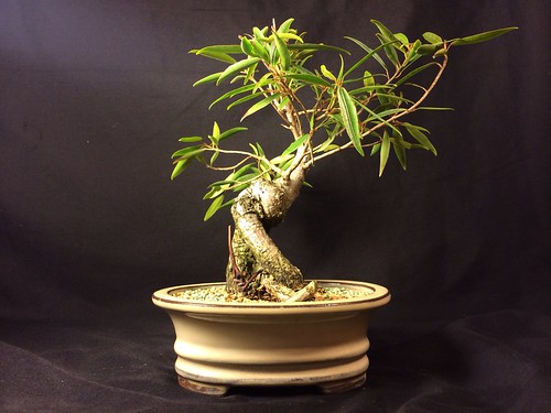 Recently acquired willow leaf ficus 12126544976_d653e39b9b