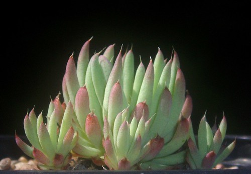 Orostachys chanetii