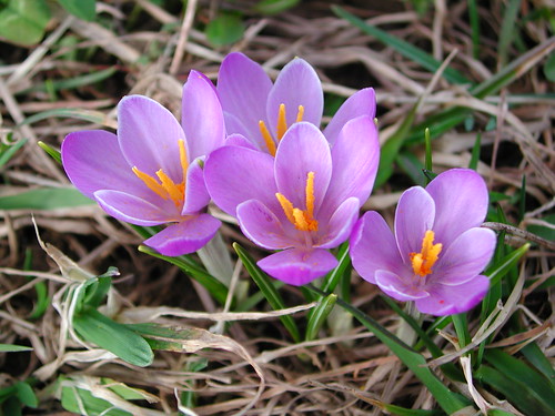 Crocus vernus