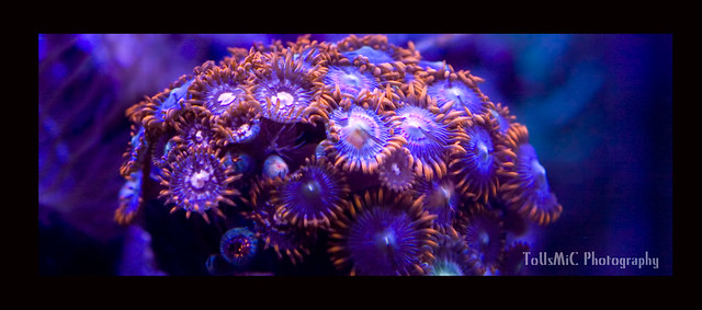 ToUsMiC Reef Evolution  - Page 6 9317256563_80e0af45ff_z