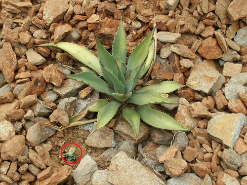 Agave parryi