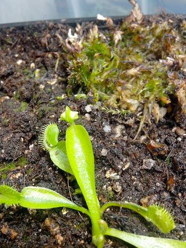 Dionaea tremor et spiderman et drosera andromeda 12900191525_86e9e95e01