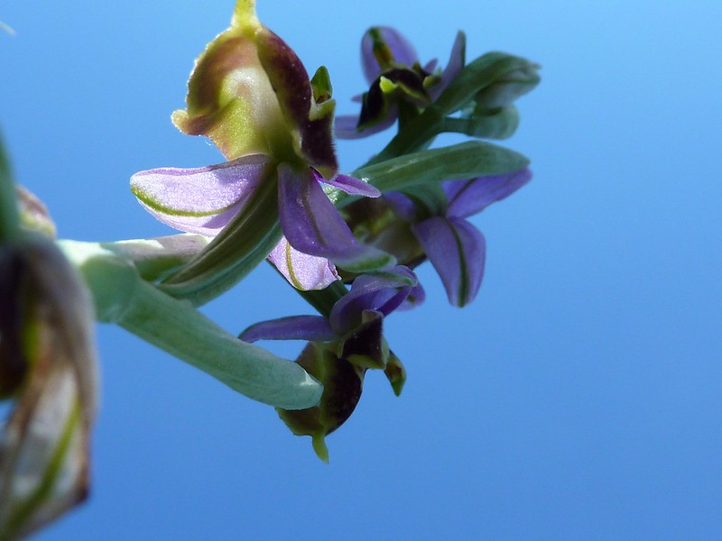 ophrys vus du sol 9225455252_81ed222fbb_c