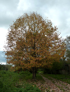 Liriodendron chinense - tulipier de Chine 10781024294_852ca55034_n