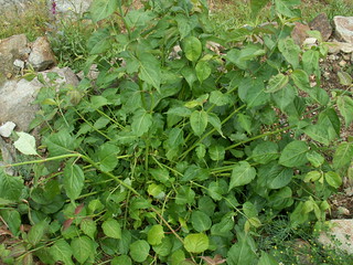 Leycesteria formosana