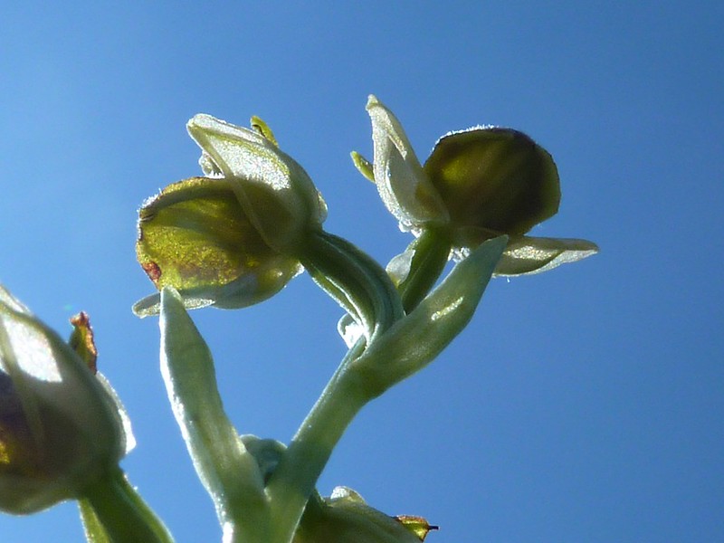 ophrys vus du sol 9225452910_9cd92b6b9f_c