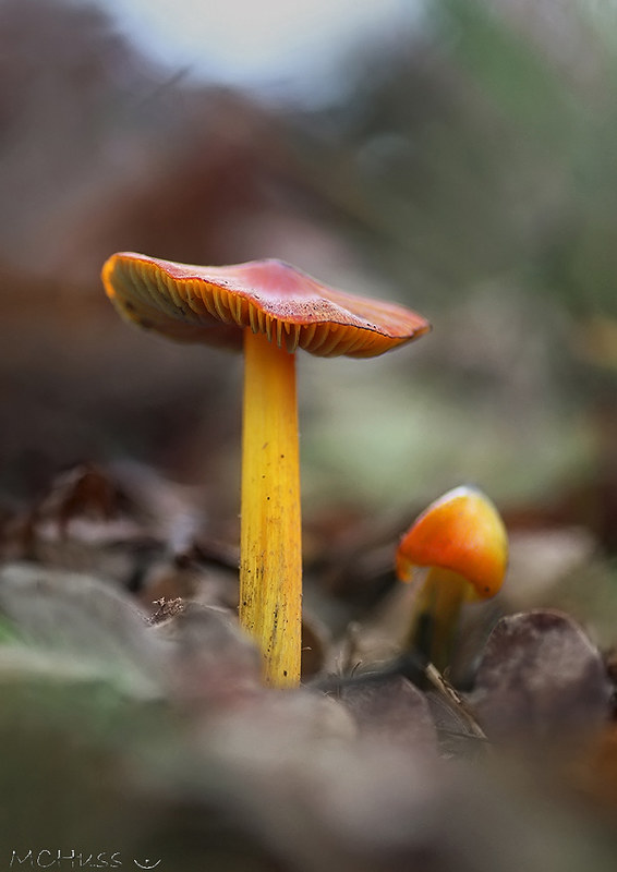 Hygrocybe conica I_I 11108526006_f5a7c00744_c