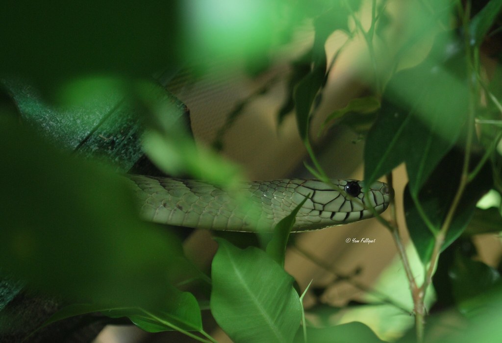 Protobothrops mangshanensis : Vivarium de Lausanne Suisse - Page 2 9328611539_bcb7c6b6f0_b