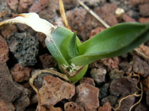 Agave parryii