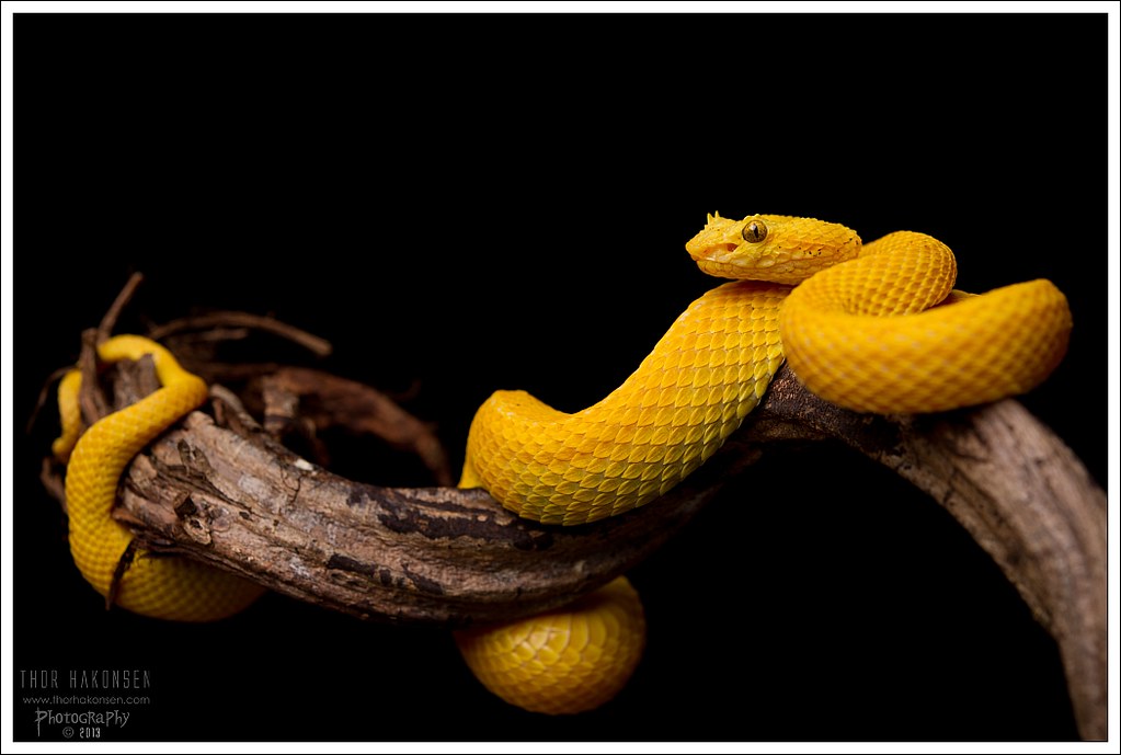 Pictures of various venomous species - Page 3 9108937857_5810a9c715_b