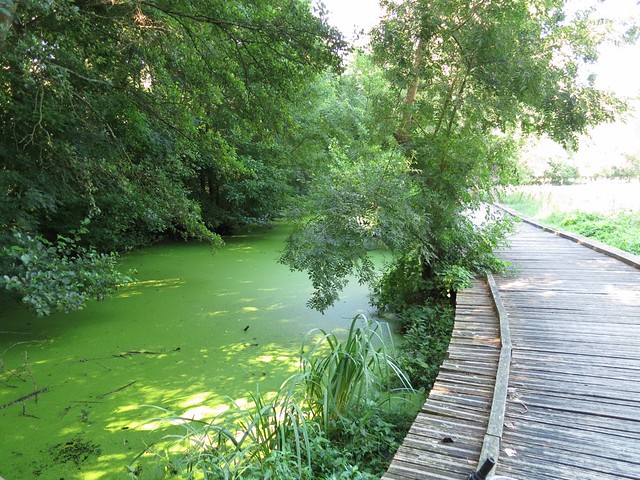 Marais Poitevin en Brompton [récit] 9454918753_3a914ecd18_z