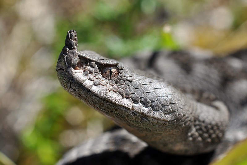 Herping in Carinthia, Austria... Update 2013 ;) 9198951663_0e772b8a42_c