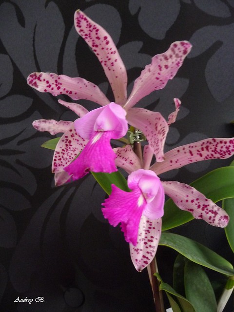 Cattleya Lacey Michelle Matherne (aclandiae x tigrina) 10558917353_0dd351e45c_z