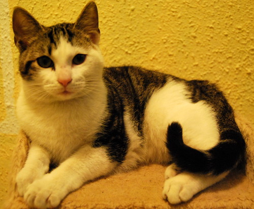 Garp, gatito blanco y pardo mimosón, nacido en Julio´13 busca hogar. Valencia. ADOPTADO. 11931921686_017d04f7e3