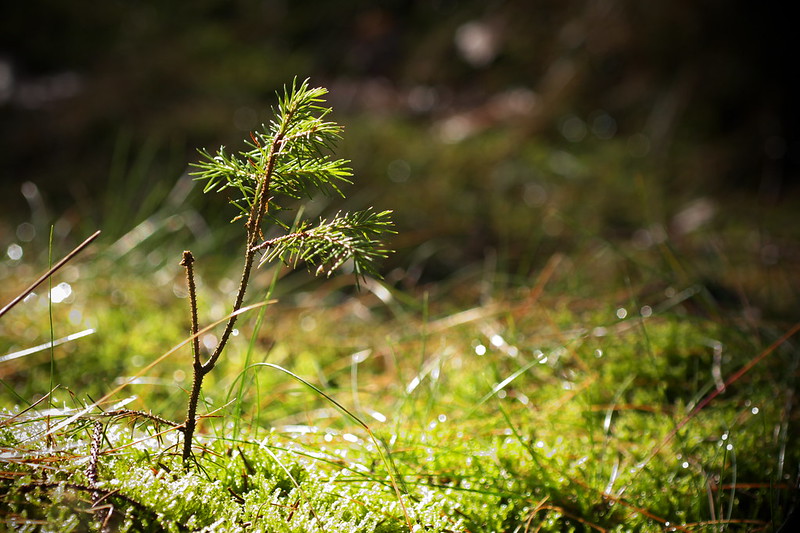 Le petit arbre (+ une image) 12052721885_cebc3126fd_c