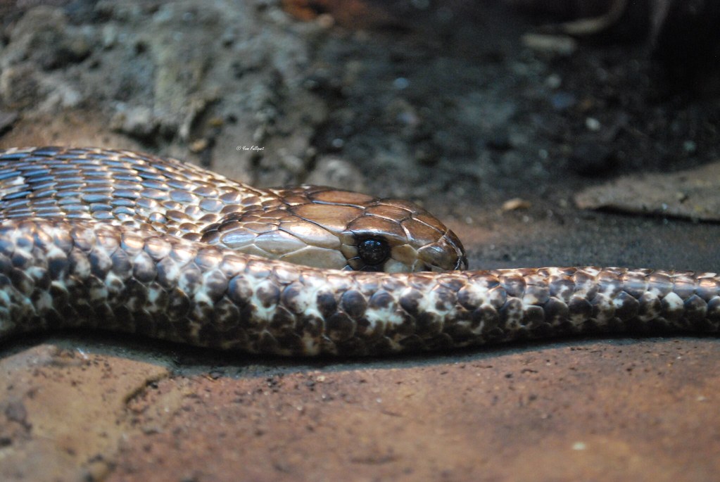 Protobothrops mangshanensis : Vivarium de Lausanne Suisse - Page 2 9331467130_64756f35e6_b