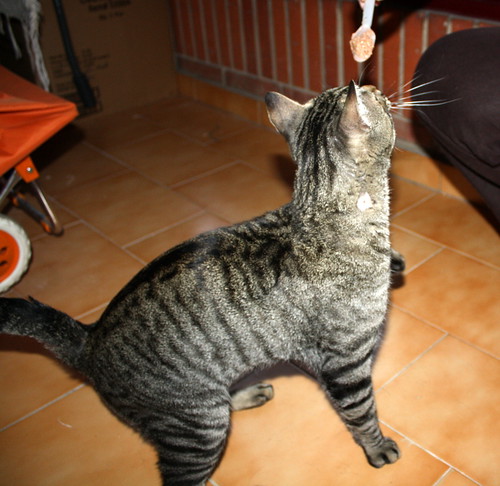Maxi, gato atigrado pardo nacido en Dic´10 esterilizado y sano, activo y mimosón, en adopción. Valencia. ADOPTADO. 9280515876_bf4f2ab434