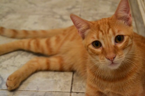 Danko, gato rubio mimosón, un caramelo nacido en Marzo´13 en adopción. Valencia. ADOPTADO. 10196216643_539670928b