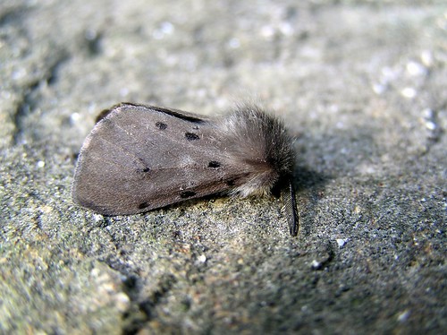 Diaphora mendica - L'Écaille mendiante (♂) - The Muslin Moth - 01/06/13