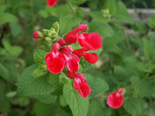 Salvia microphylla 'Dieciocho de Marzo'