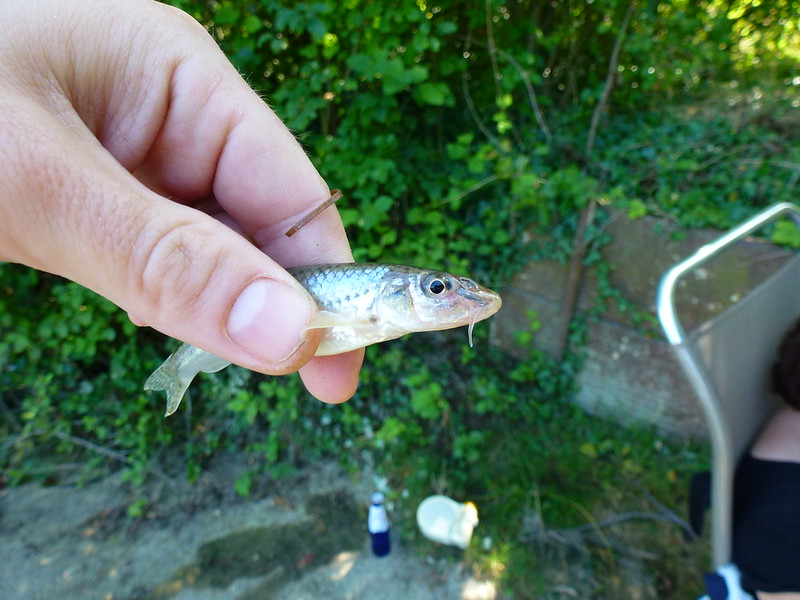 2013 aout GRavon et nuit Marolle sur seine pêche