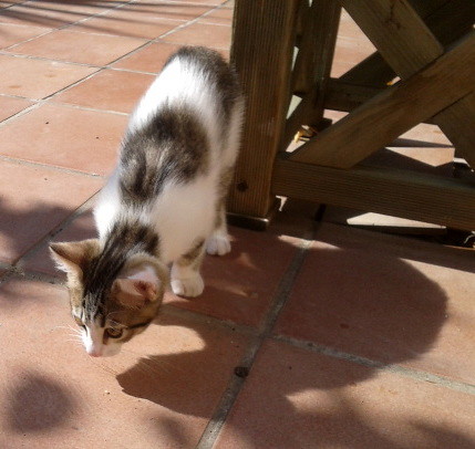 Travis, gatito blanco y pardo criado a biberón nacido en Julio´13 mimosón en adopción. Valencia. ADOPTADO. 10314285304_189f9d6435