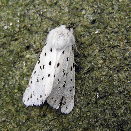 Spilosoma lubricipeda -  L'Ecaille tigrée -  White Ermine - 19/05/13