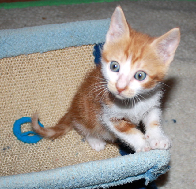 Elliot, gatito rubio y blanco, un solete nacido en Septiembre´13 necesita hogar. Valencia. ADOPTADO. 10599254655_10bda22936_z