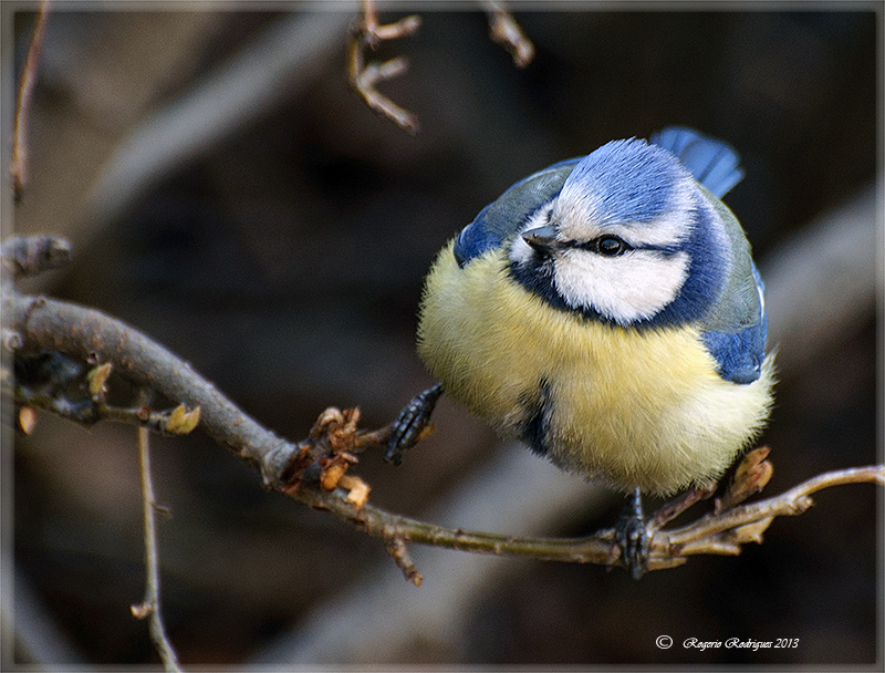 Parus caeruleus ( Blue tit ) Chapim Azul