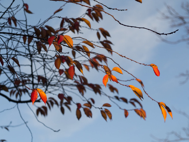 Feuilles de saison 10907573083_ed95fbc57c_c