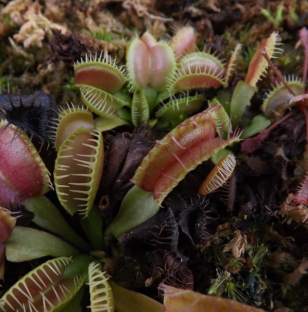 Quelques une de mes dionaea   - Page 2 10966034673_b7ce925675_z