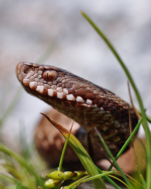 Vipera berus berus in Austria ... 2013 Update ;) - Page 2 9086745874_6e6680cdb2_z