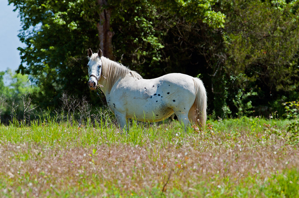 Animaux de la ferme / Chevaux - Page 22 9087874714_15923d9397_o