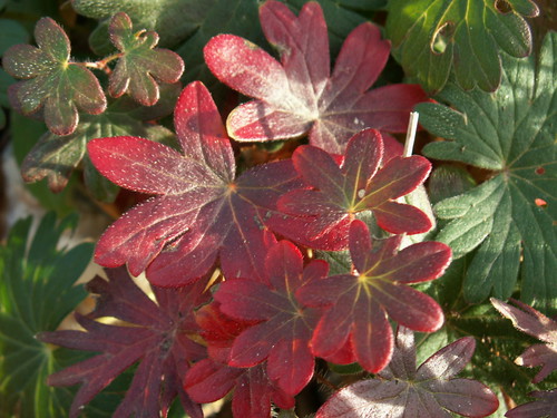 Geranium x cantabrigiense 'Biokovo'