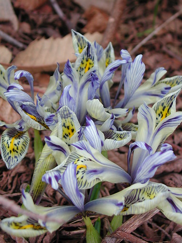 Iris winogradowii x histrioïdes 'Katherine Hodgkin'